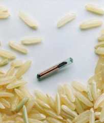 microchip-arroz