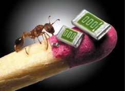 microchips-fósforo-hormiga