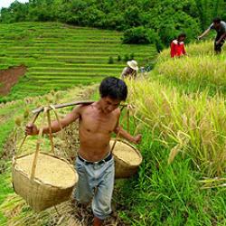 agricultor arroz