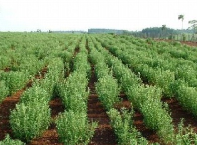 La ONU busca prohibir el uso tradicional de plantas como la ayahusca y la iboga Stevia-campo