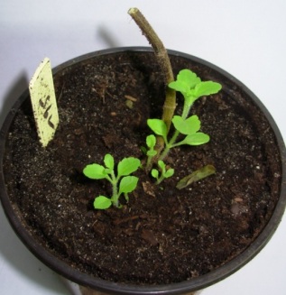 La ONU busca prohibir el uso tradicional de plantas como la ayahusca y la iboga Stevia-en-casa