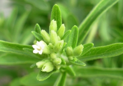 La ONU busca prohibir el uso tradicional de plantas como la ayahusca y la iboga Stevia