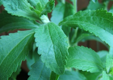 La ONU busca prohibir el uso tradicional de plantas como la ayahusca y la iboga Stevia3