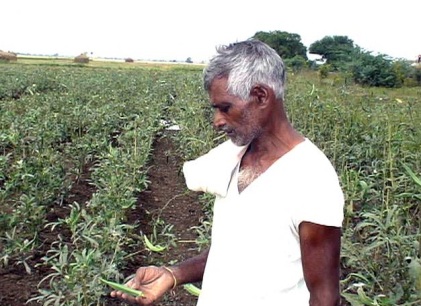 La ONU busca prohibir el uso tradicional de plantas como la ayahusca y la iboga Transgenicos-india