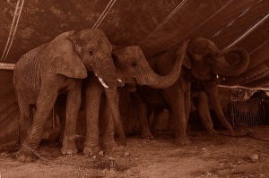 elefantes-encadenados